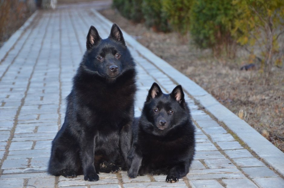 Ульяна Колобаева шипперке
