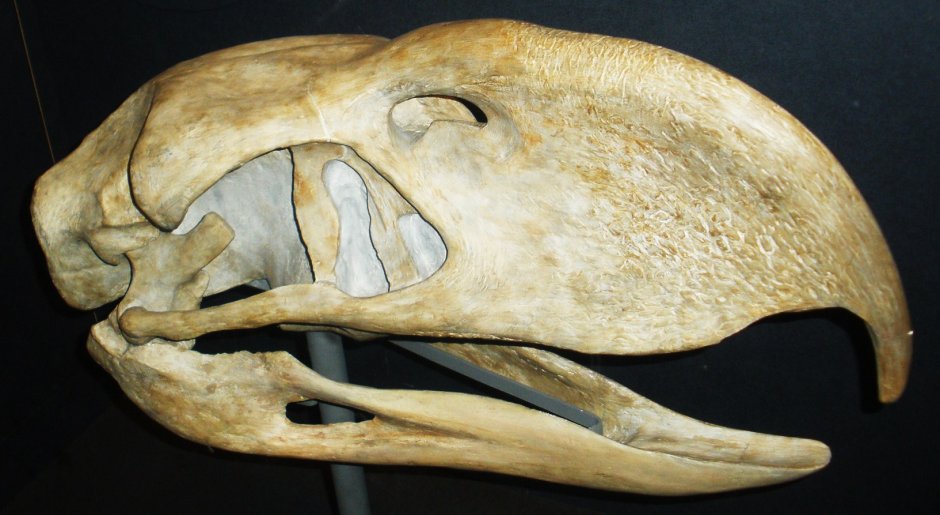Phorusrhacos longissimus