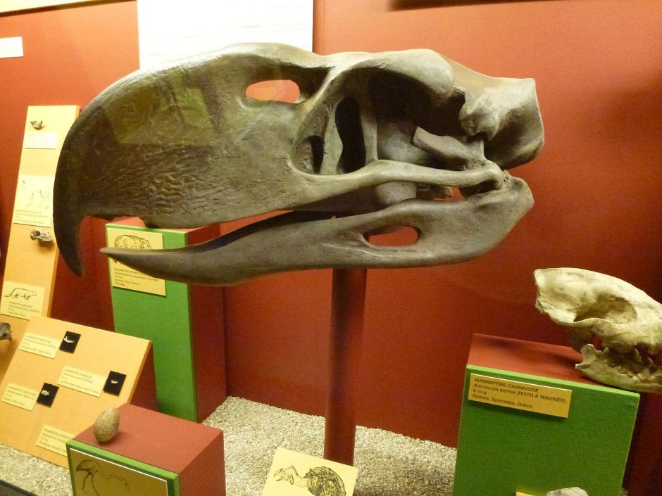 Natural History Museum Geneva