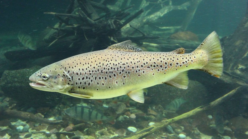 Кумжа Salmo trutta