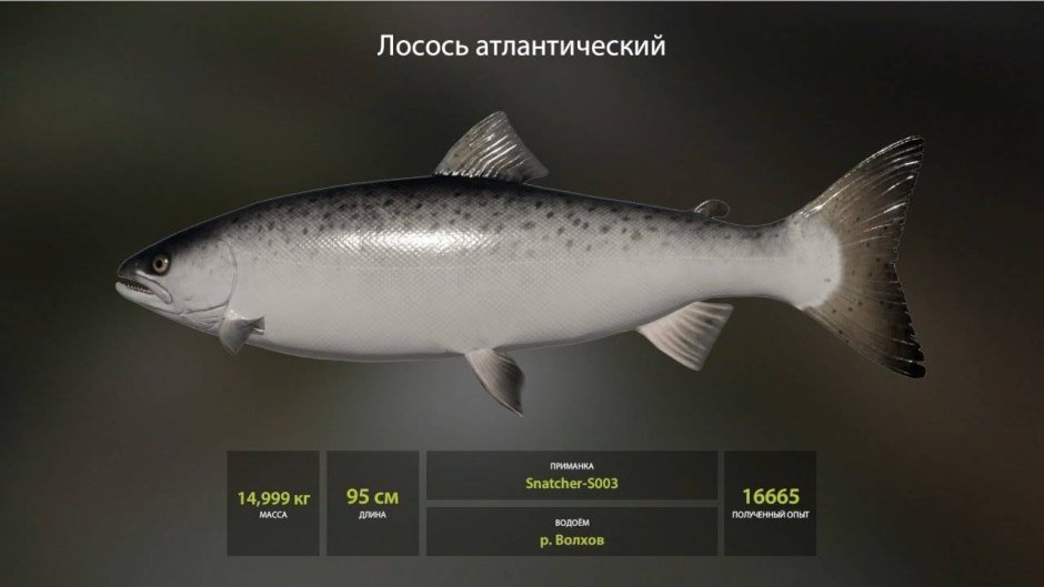 Рыба лосось русская рыбалка 4