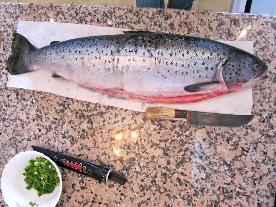 Красная рыба в Каспийском море