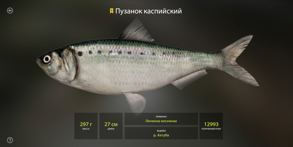 Пузанок Северокаспийский