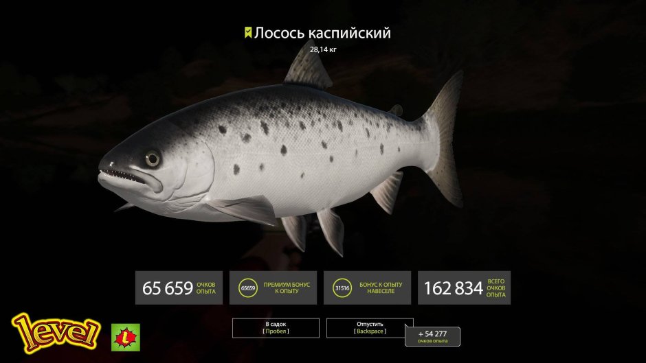 Семга Каспийская