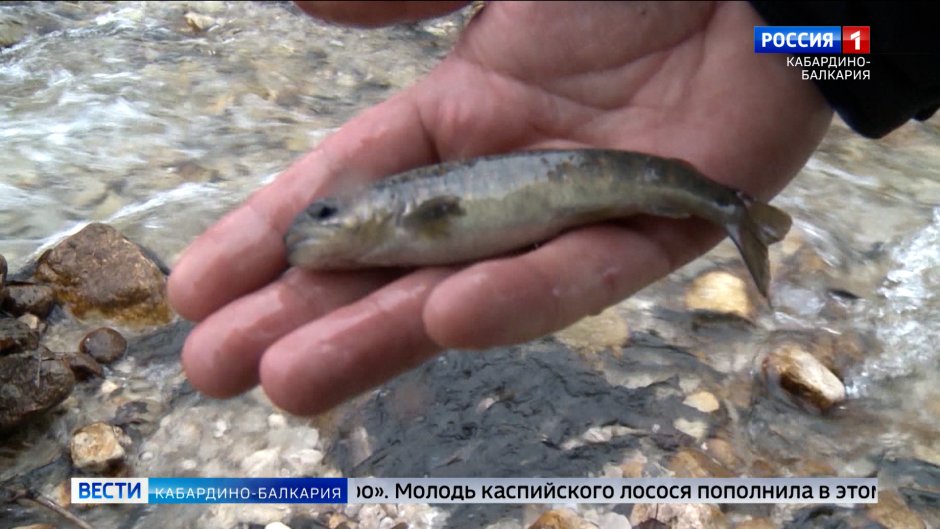 Каспийский лосось