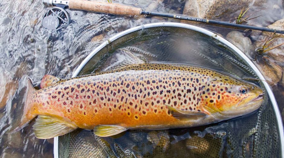 Предкавказская кумжа (Salmo trutta ciscaucasicus)