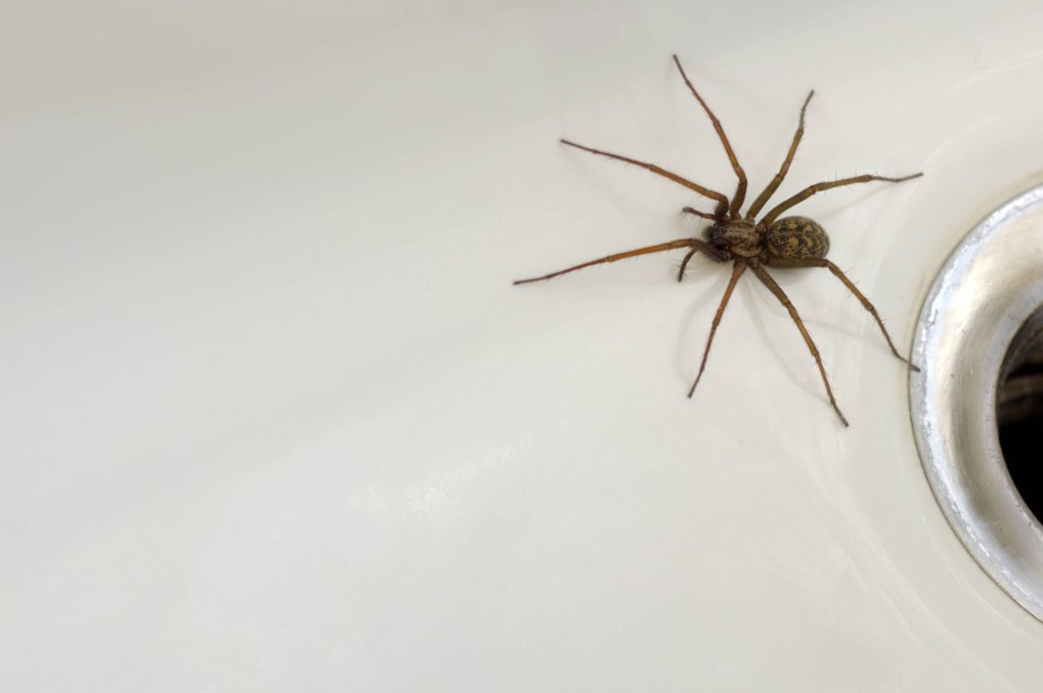 Паук в кровати