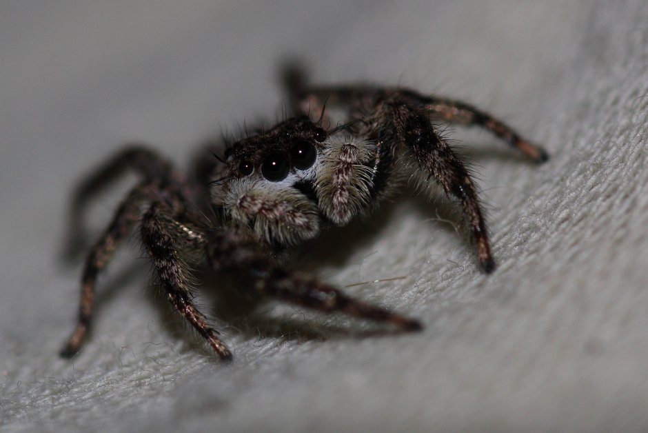 Пауки обитающие в домах