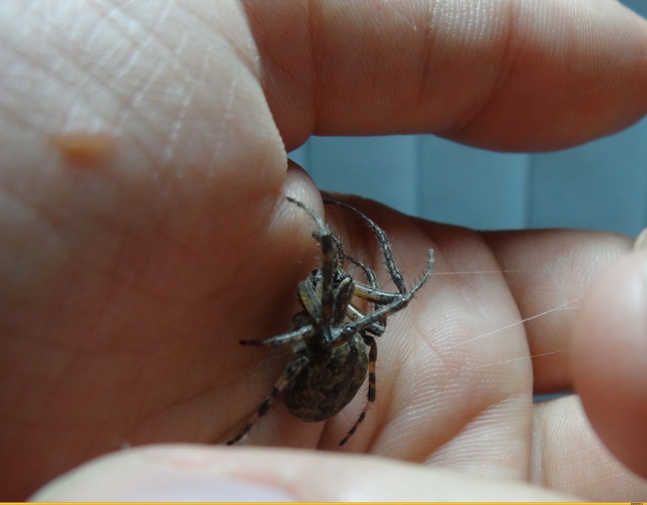 Паук маленький