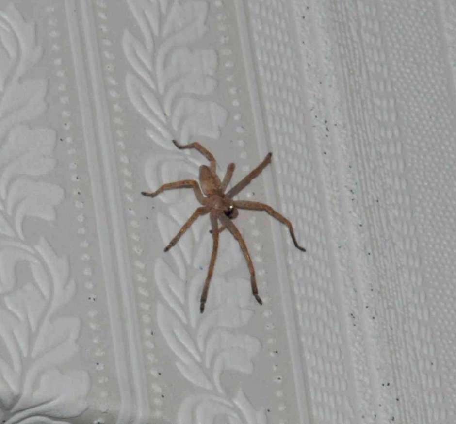 Паук на потолке