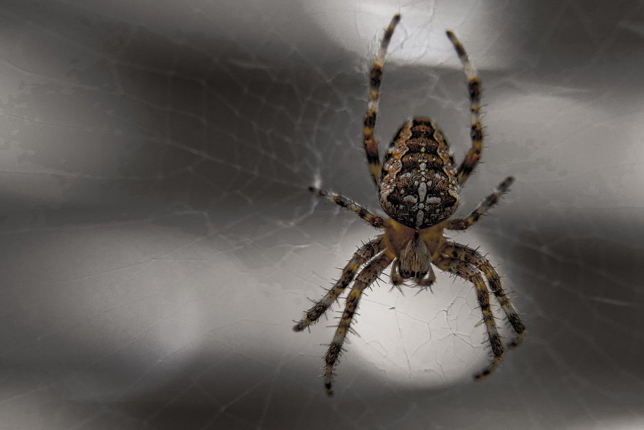 Паук сенокосец домашний