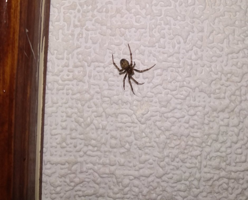 Домовой паук отшельник