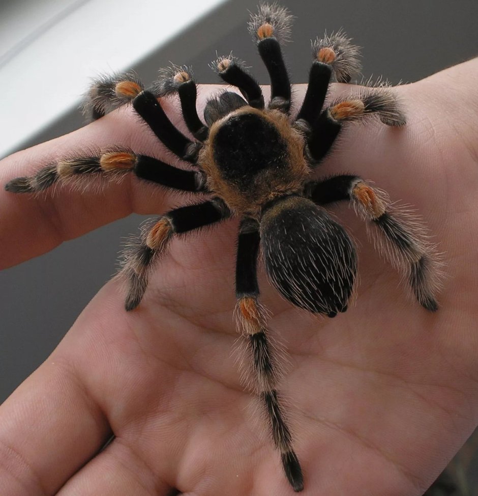 Маленькие пауки в доме