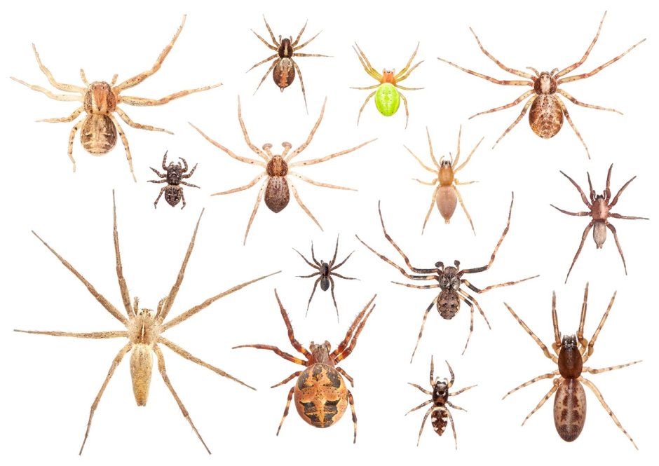 Нашествие пауков в Австралии