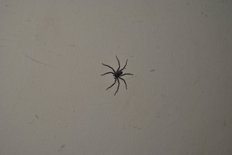 Пауки в доме