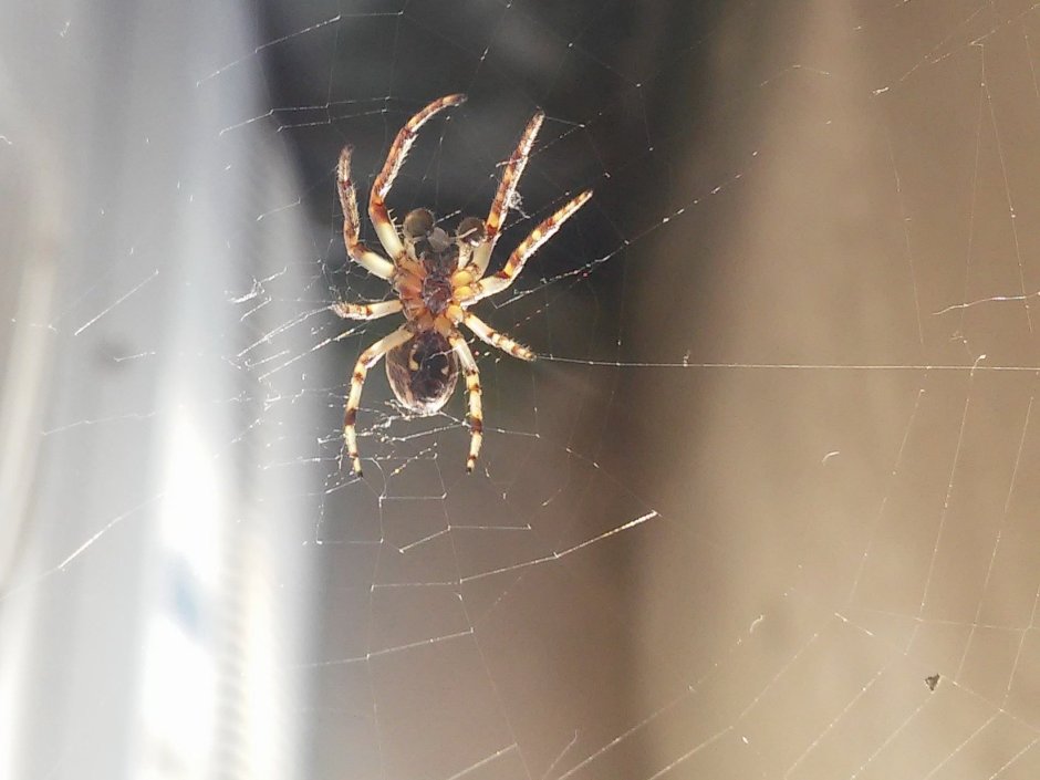 Пауки домашние маленькие