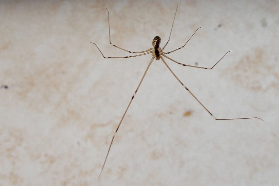 Тегенары паук