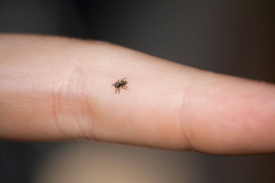 Паук маленький