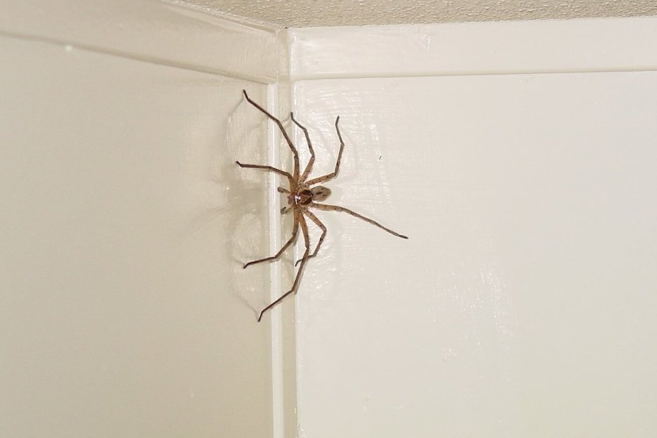 Паук на потолке