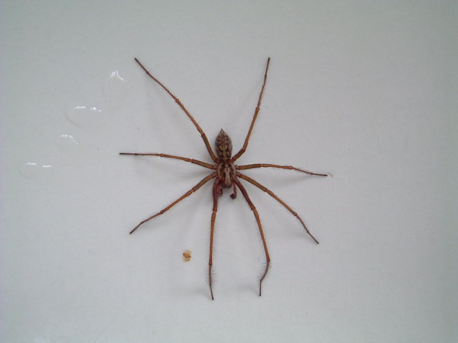 Большой паук на стене