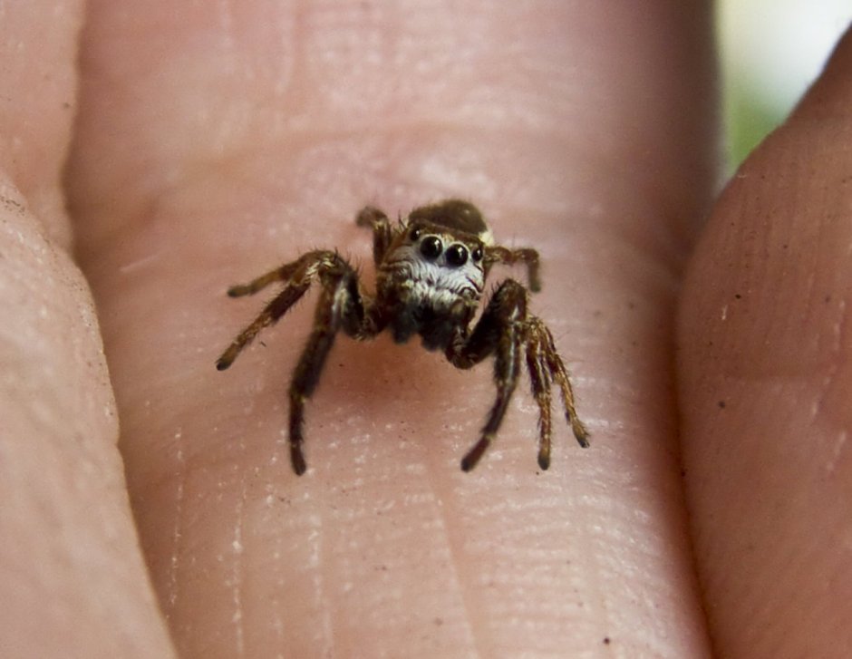 Черные маленькие домашние пауки