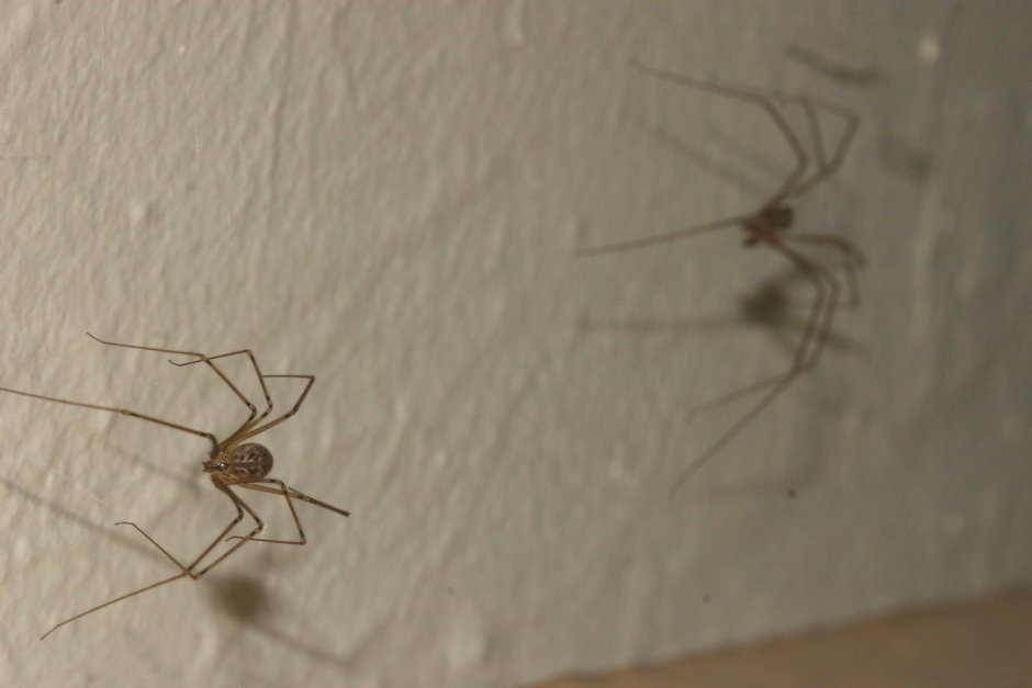 Домашние пауки