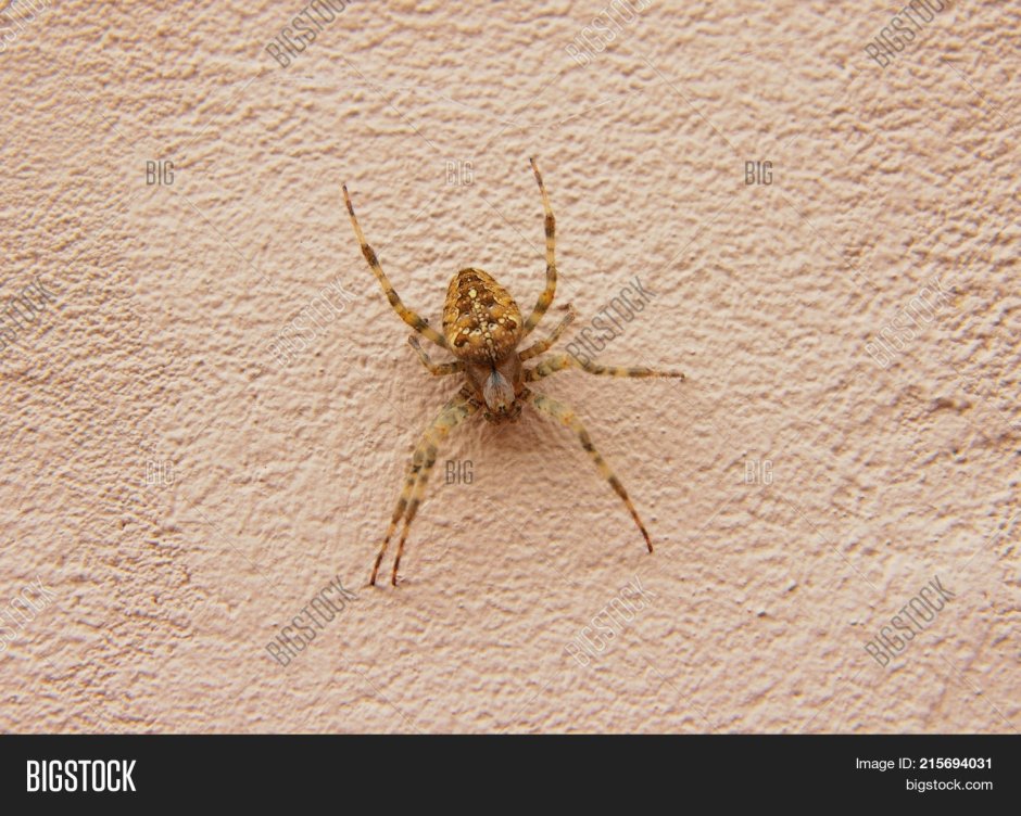 Паук на потолке