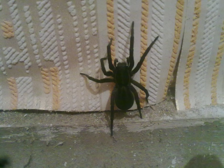 Маленькие паучки в кровати