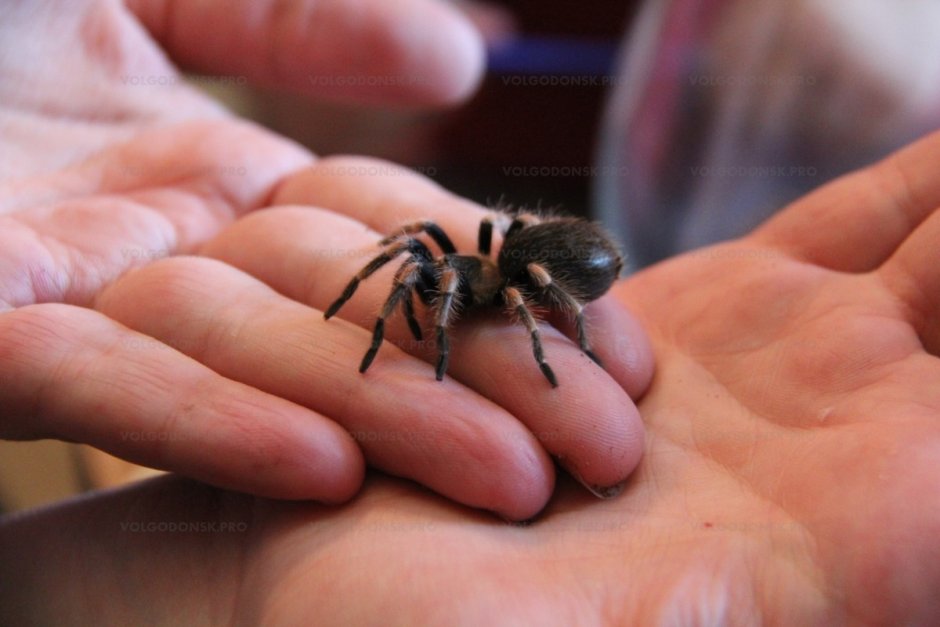 Маленькие пауки в доме