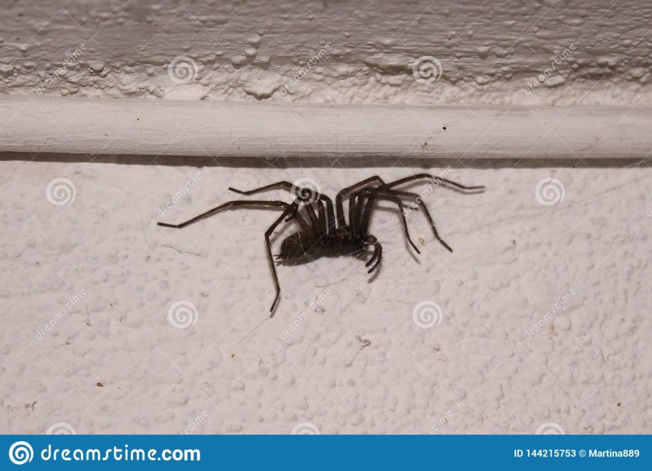 Домашние пауки в ванной