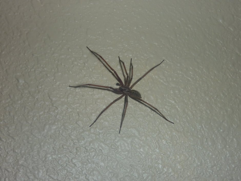 Маленький серый паук
