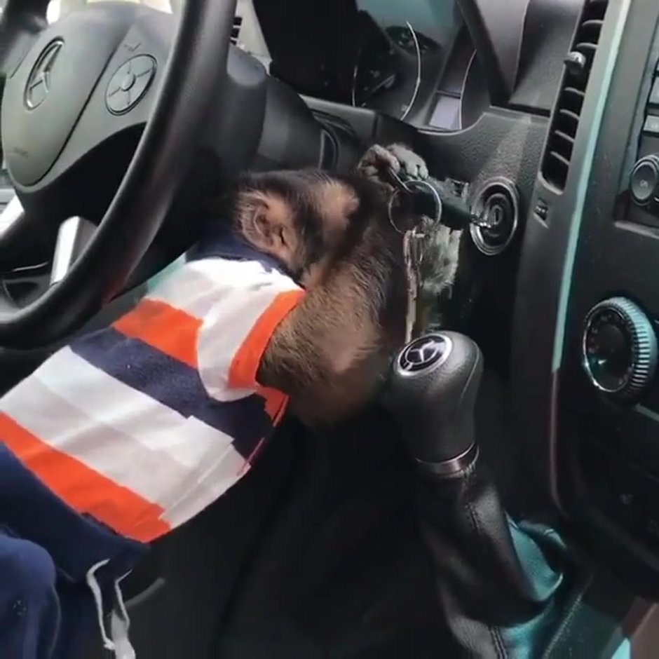Обезьяна в машине