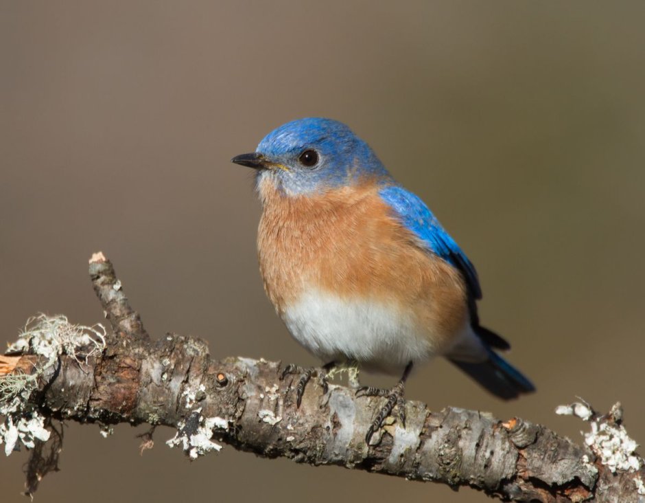 Fringilla teydea