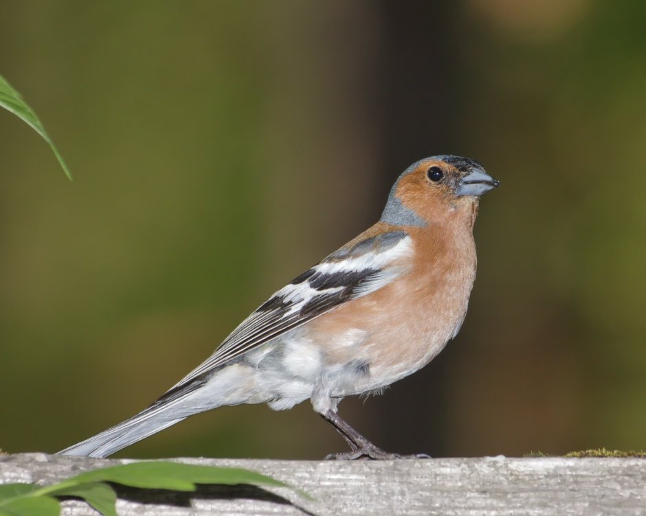 Зяблик (fringílla COÉLEBS)