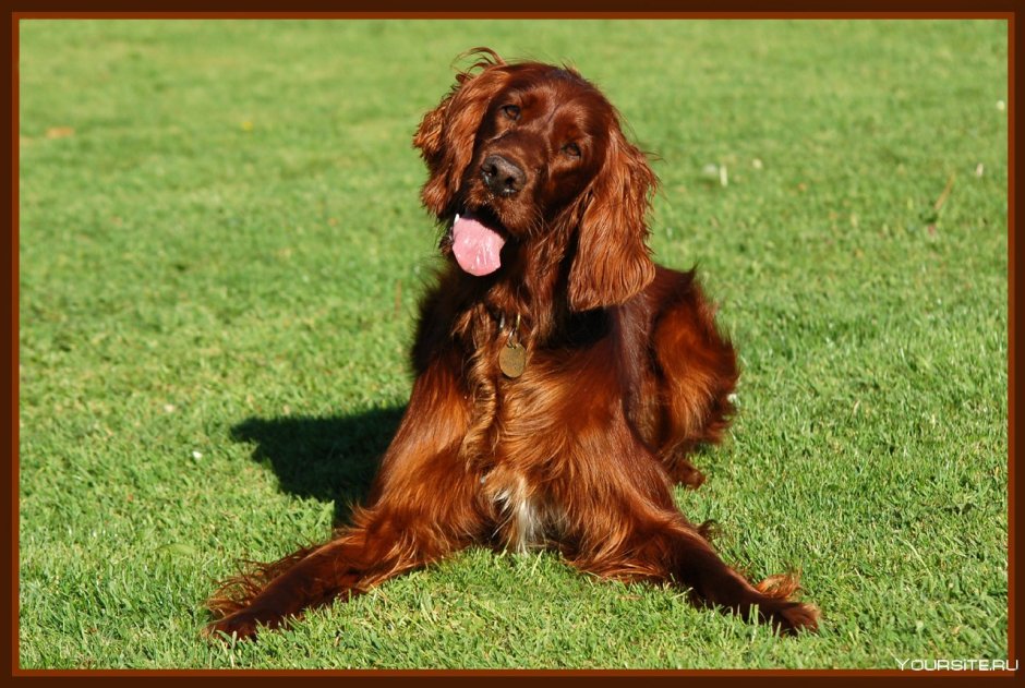 Ирландский сеттер (Irish Setter)