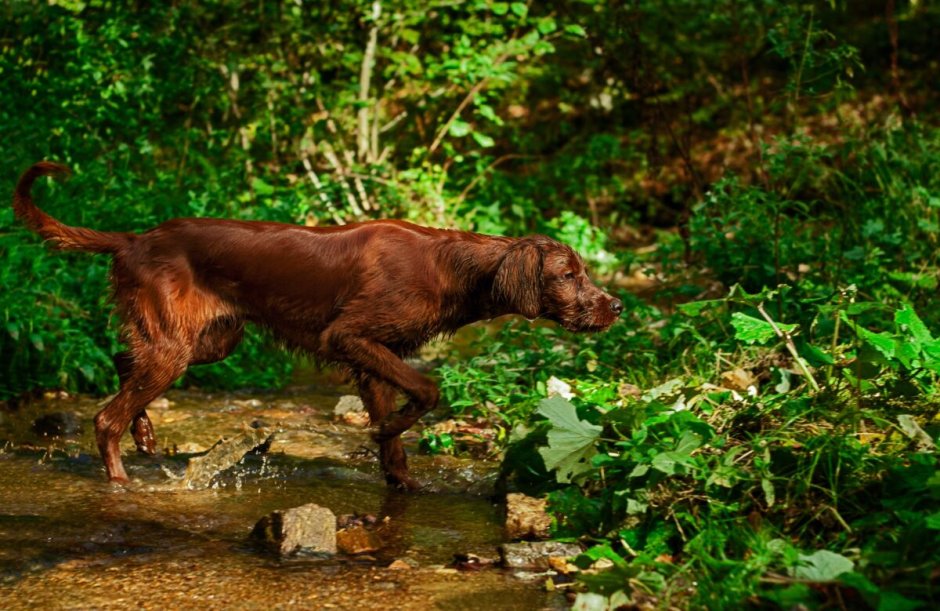 Ирландский сеттер (Irish Setter)