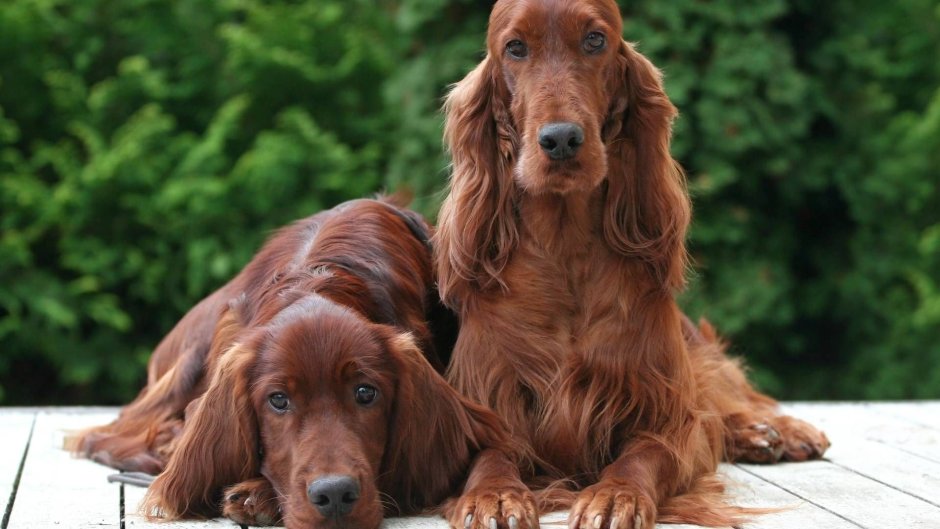 Ирландский сеттер (Irish Setter)