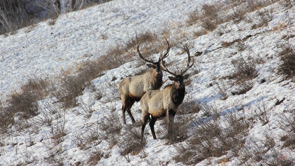 Косуля Сибирская (capreolus pygargus Pall.)
