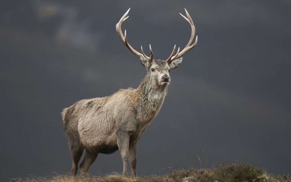 Марал Cervus elaphus