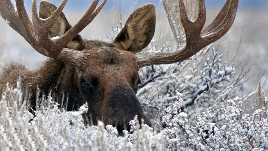 Европейский благородный олень