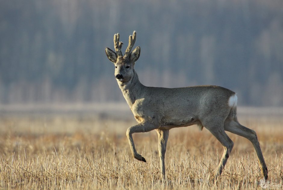 Благородный олень (Cervus elaphus) ареал