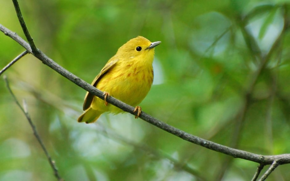 Yellow Warbler птица