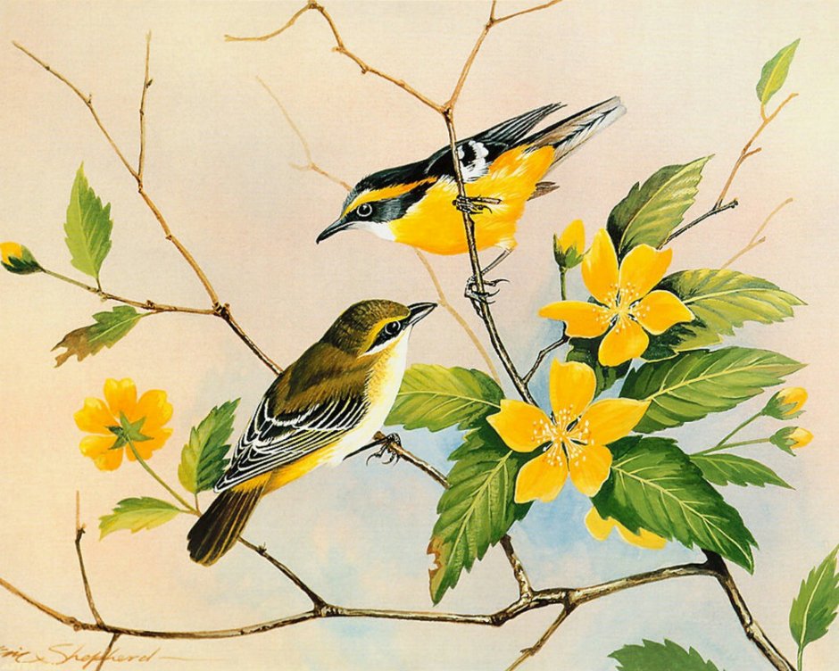 Птичка рисунок