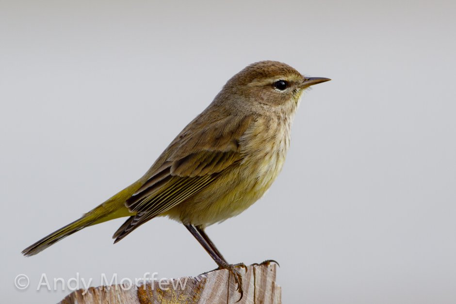 Соловей (Luscinia Luscinia)
