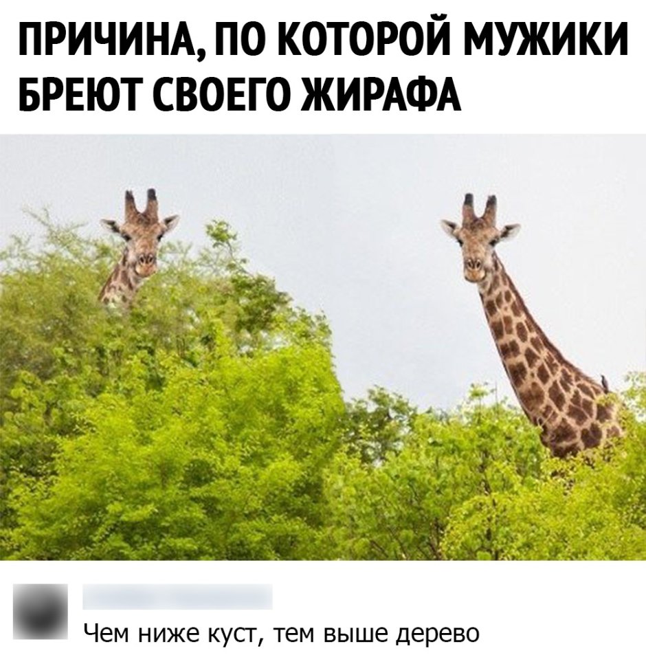 Жираф Эстетика