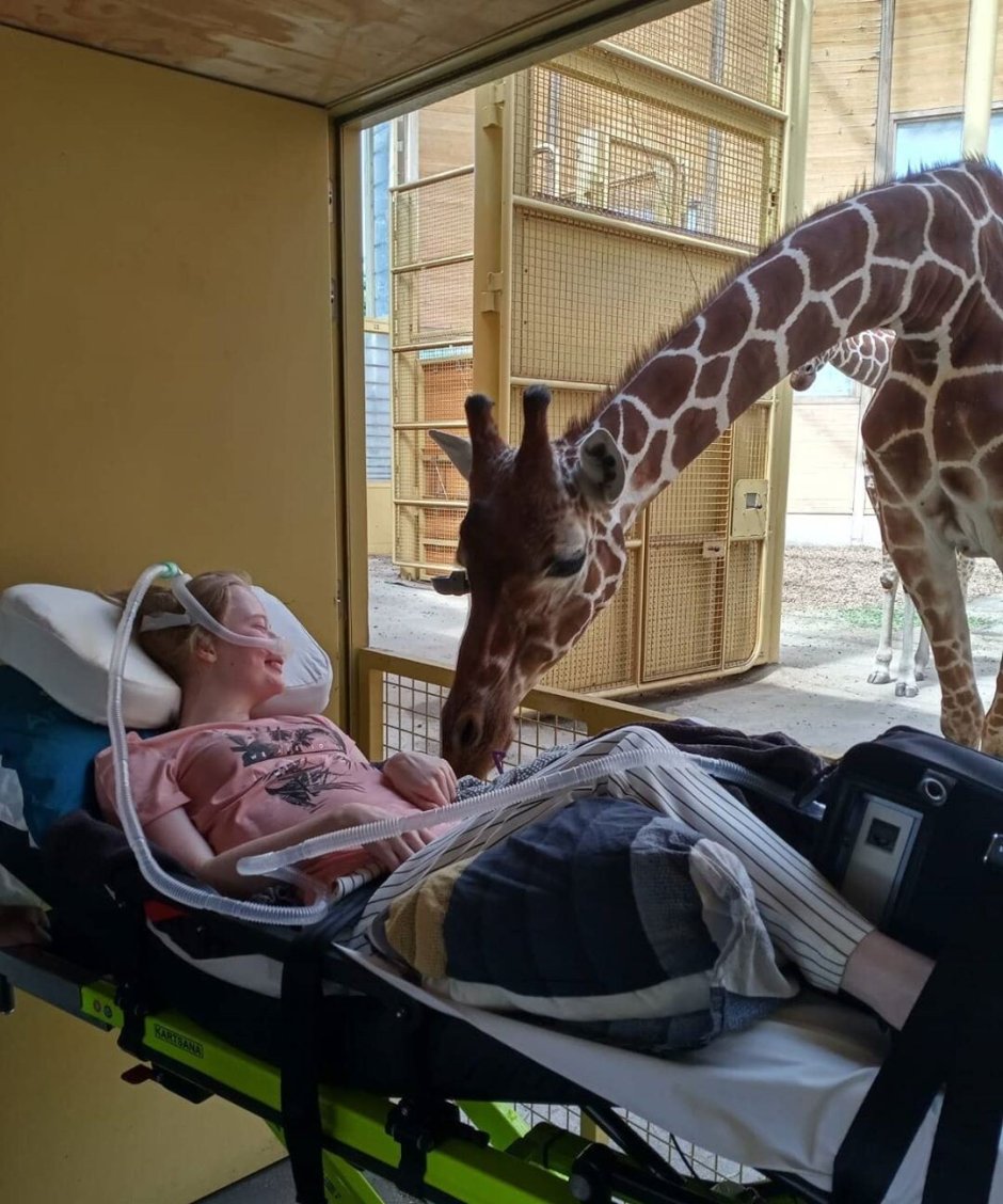 Поместье Жирафов (Giraffe Manor), Кения
