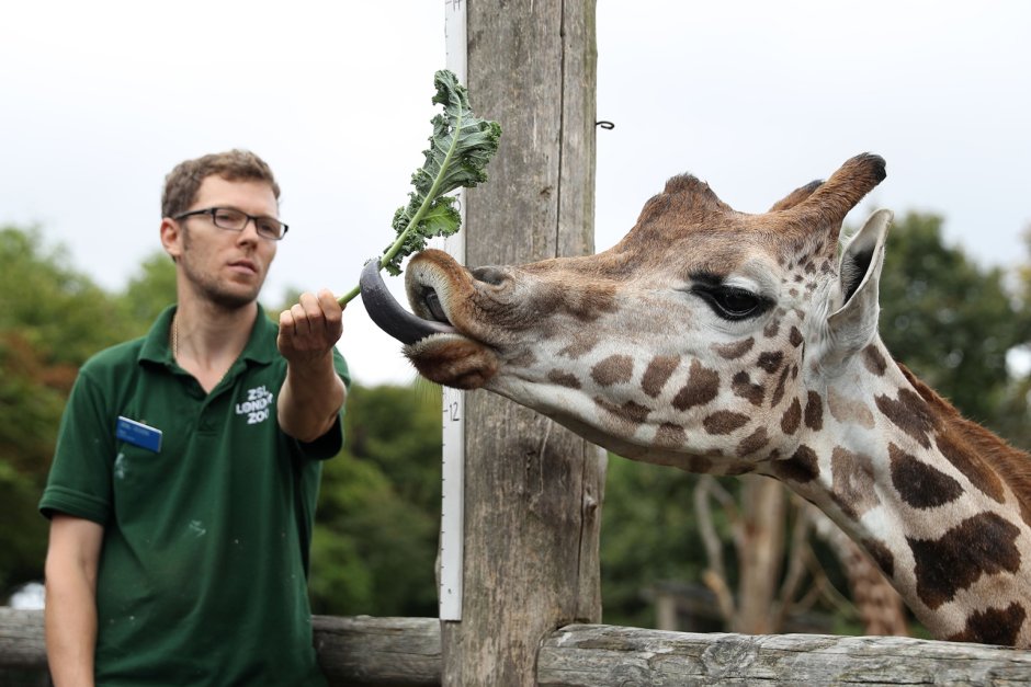 Giraffe Manor завтрак