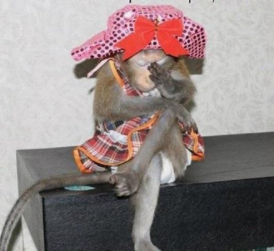 Обезьяна в машине