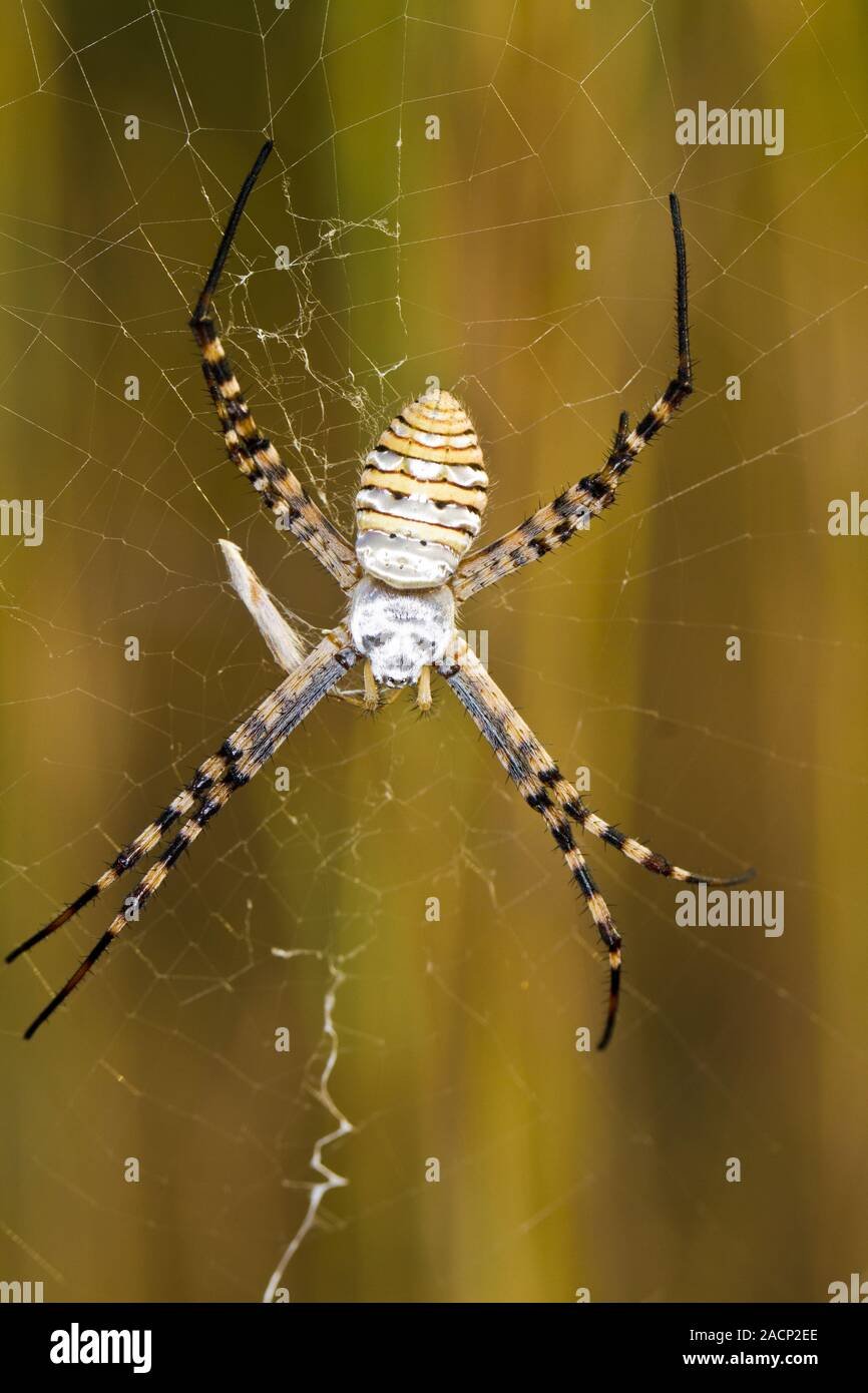 Паук с полосатыми лапками