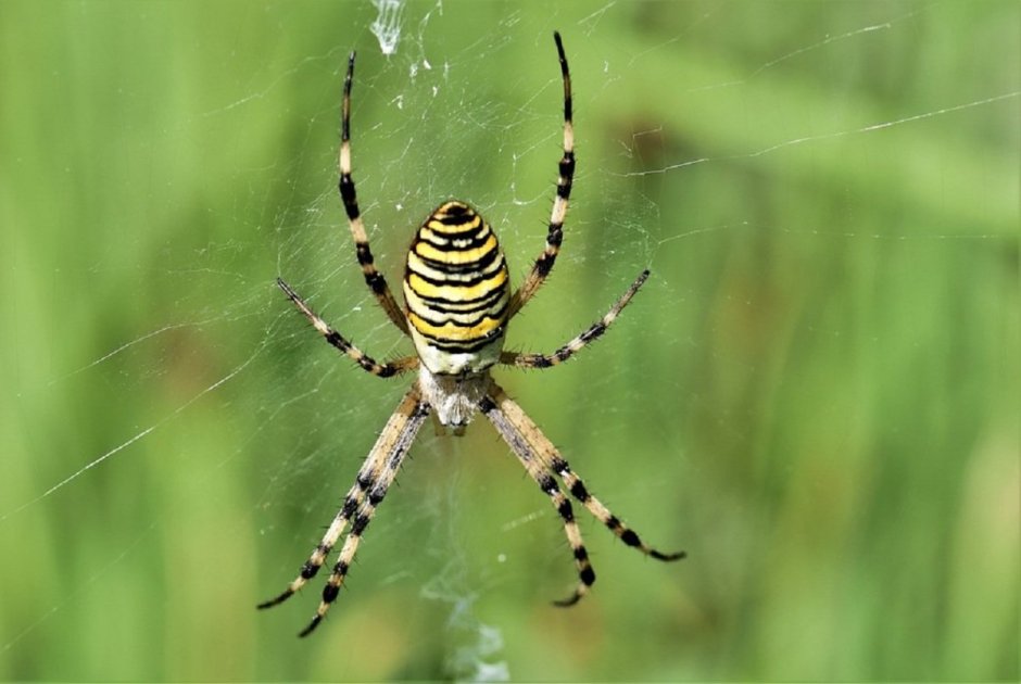 Паук Зебра Аргиопа